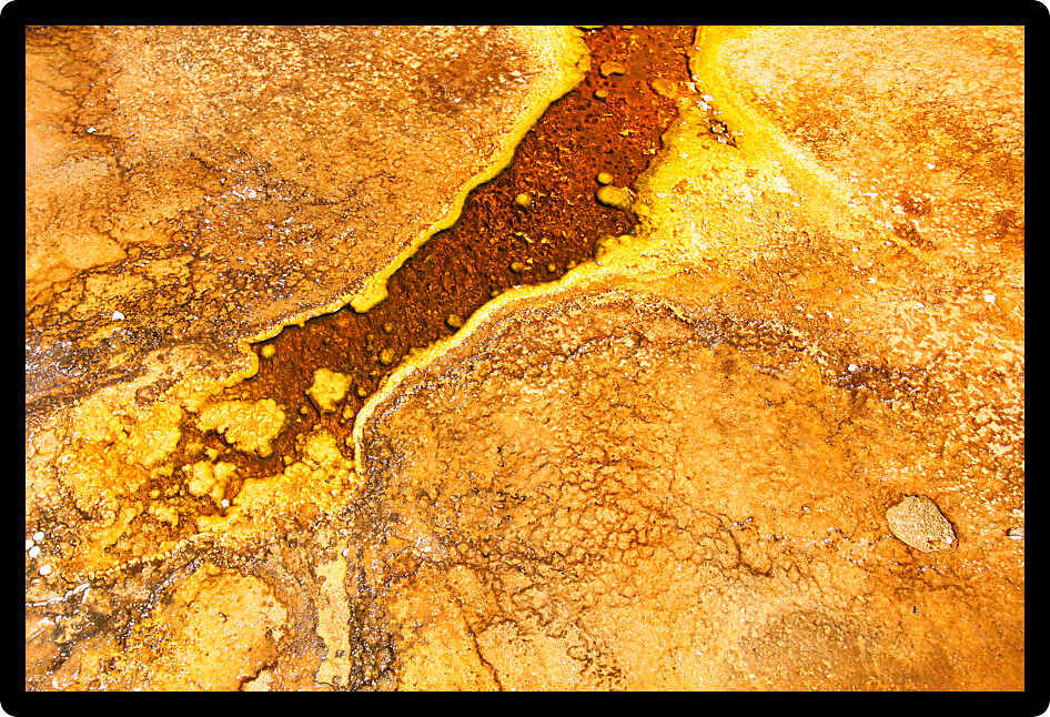 Thermophilic bacteria thrive in the hot springs of the Upper Geyser Basin at Yellowstone National Park.