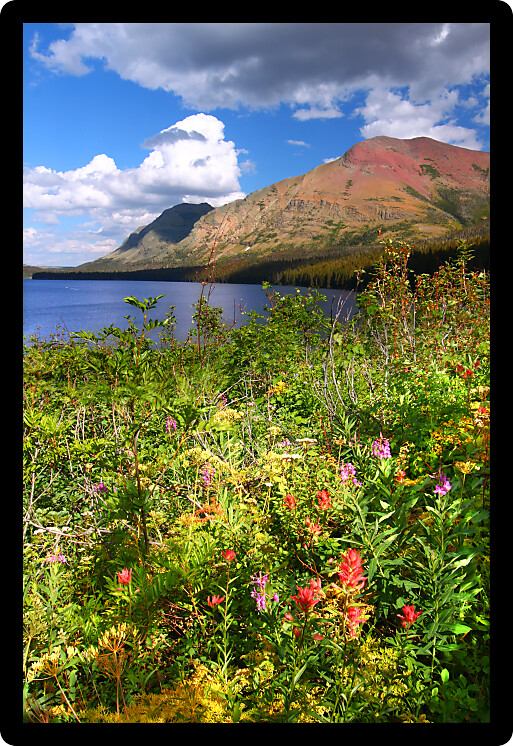 Wildflowers along the shoreline of Two Medicine Lake in Glacier National Park Montana.
