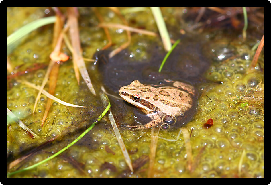 Western Chrous Frog (Pseudacris triseriata) in a wetland of northern Illinois.