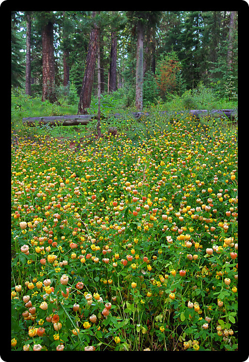 Yellow wildflowers bloom on the forest floor of Glacier National Park in Montana.