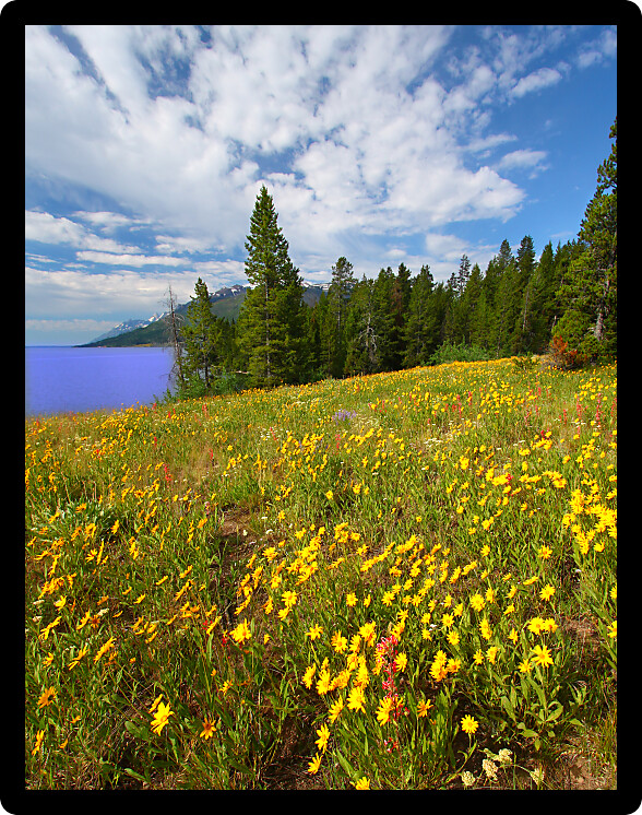 Pretty wildflowers grow near the shore of Jackson Lake in Grand Teton National Park USA.