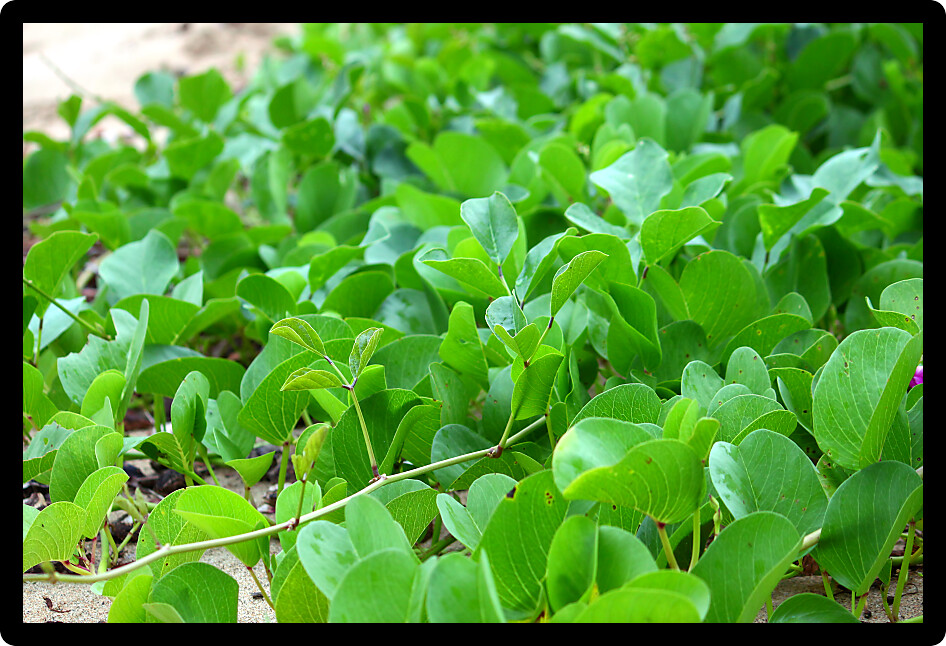 Creeping vegetation grows along a beach in Puerto Rico.