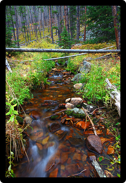 Small creek flowing through the Lewis and Clark National Forest of Montana.