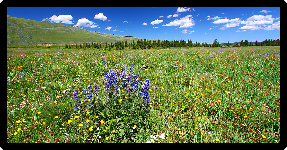 Beautiful wildflowers in a prairie of the Bighorn National Forest.