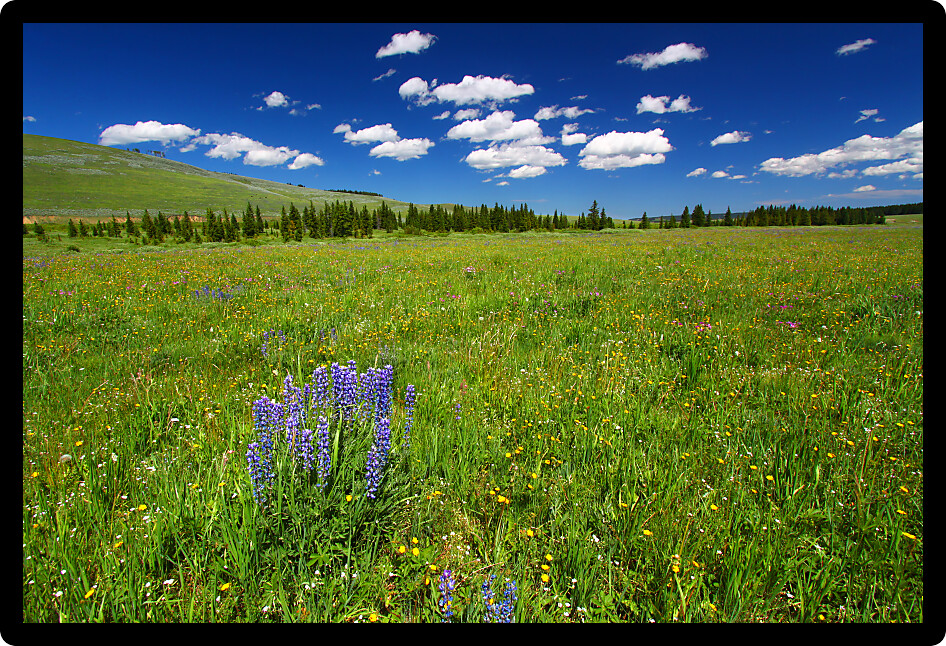 Beautiful wildflowers in a wetland area of the Bighorn National Forest.