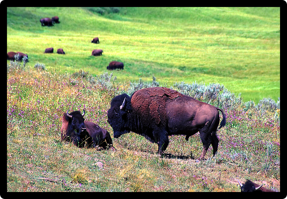 Bison graze on a summer day in Hayden Valley of Yellowstone National Park USA.