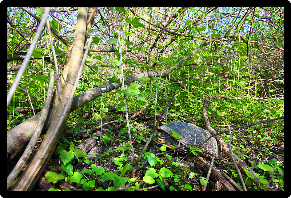Blandings Turtle (Emydoidea blandingii) resting on land in Illinois.