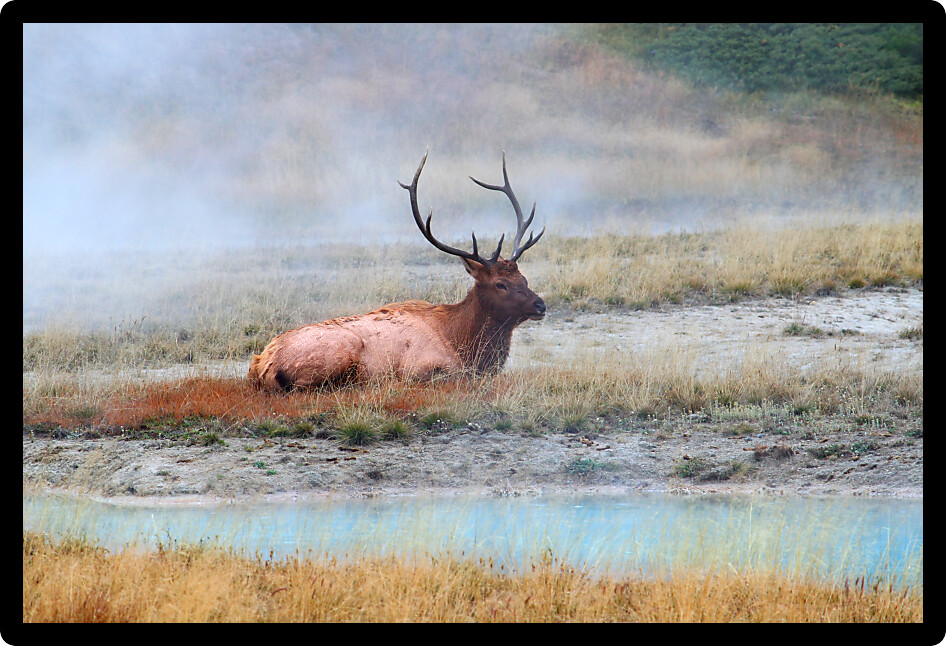 Bull Elk (Cervus canadensis) at the West Thumb Geyser Basin Yellowstone National Park.