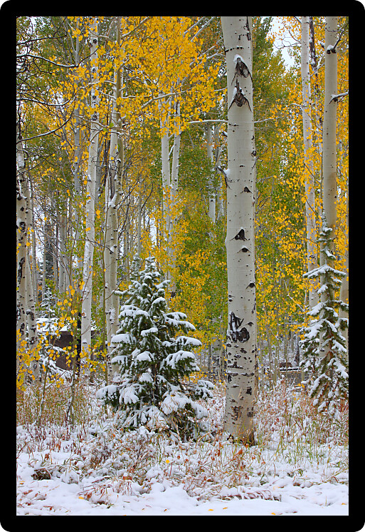 Early snowfall at the Sunrise Campground of Cache National Forest in Utah.