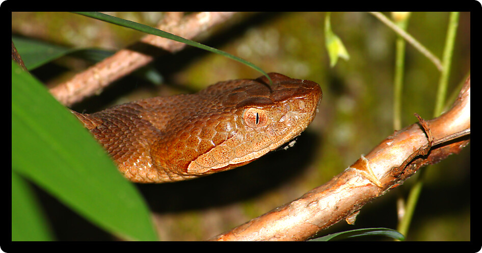 Copperhead (Agkistrodon contortrix) snake in the southern United States.