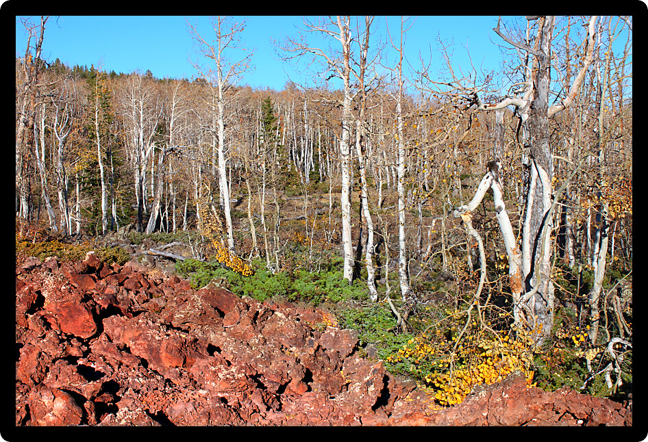 Aspen trees grow through a lava field in the Dixie National Forest of Utah.