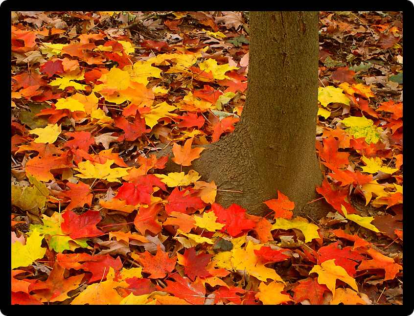 Bright maple leaves at Kishwaukee Gorge Forest Preserve of Illinois.