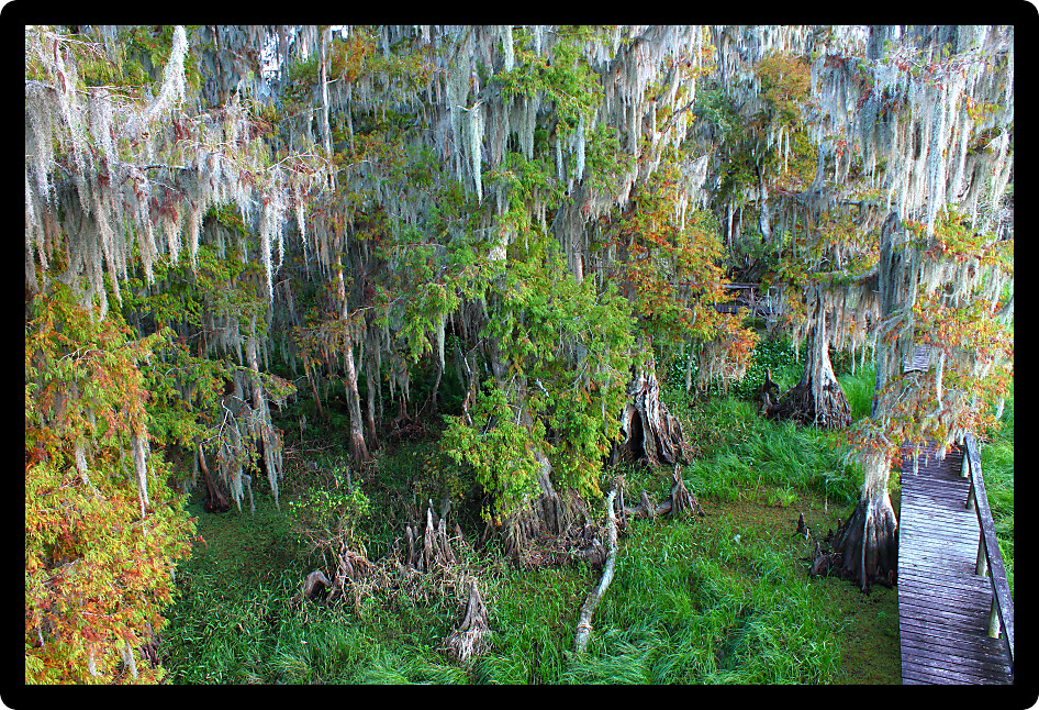 Overhead view of the swamps of central Florida.