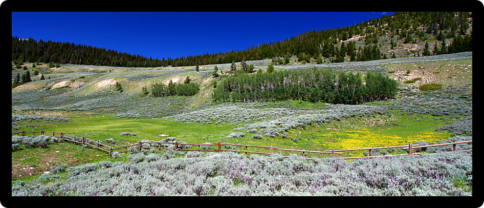 Wildflowers along a rustic fenceline in the Bighorn National Forest of Wyoming.