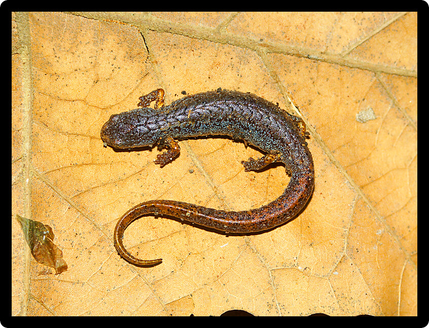 Four-toed Salamander (Hemidactylium scutatum) sitting on a leaf in Illinois.