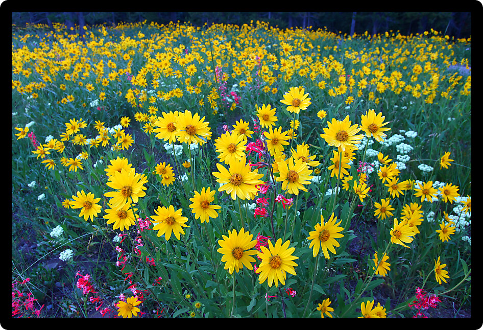 Bright wildflowers in a meadow of Grand Teton National Park in Wyoming.