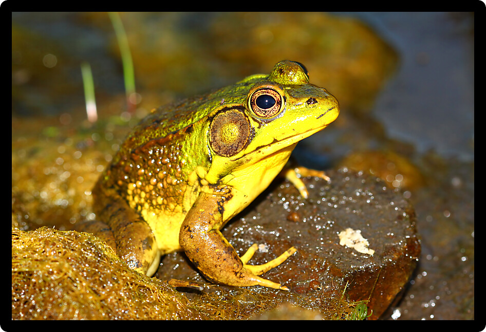 Green Frog (Rana clamitans) in a wetland of northern Illinois.