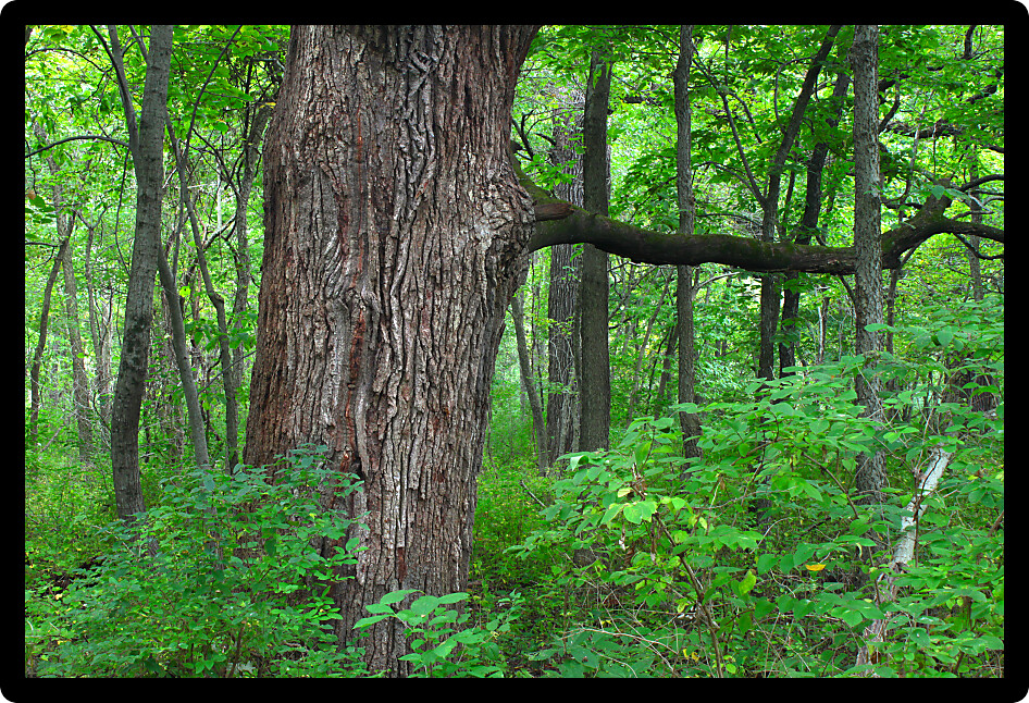 Oak tree grows in a dense forest of northern Illinois.