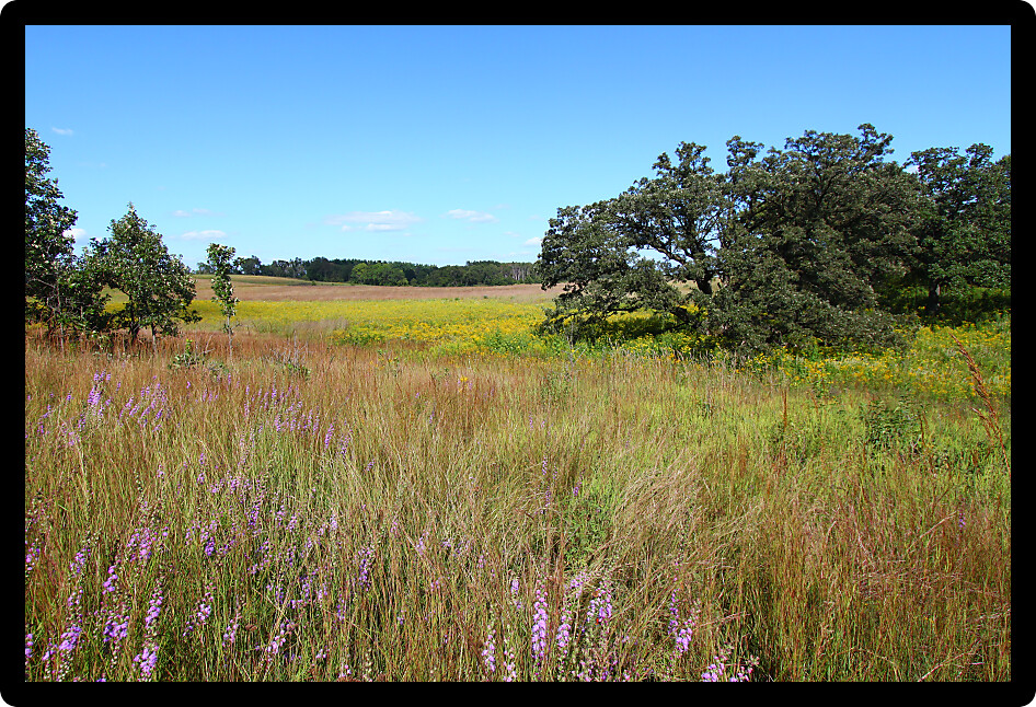 Oak tree in a prairie of northern Illinois.