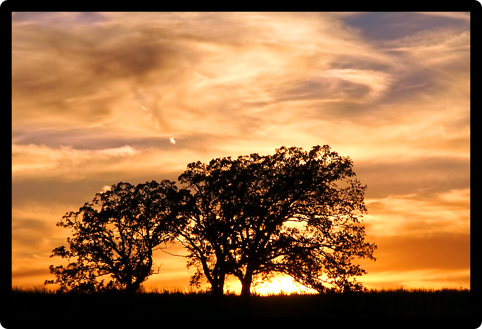 Sunset over oaks at Jarrett Prairie Nature Preserve in northern Illinois.