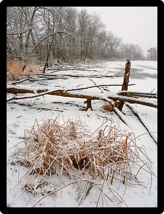 Snowfall over a frozen wetland at Lib Conservation Area in Illinois.
