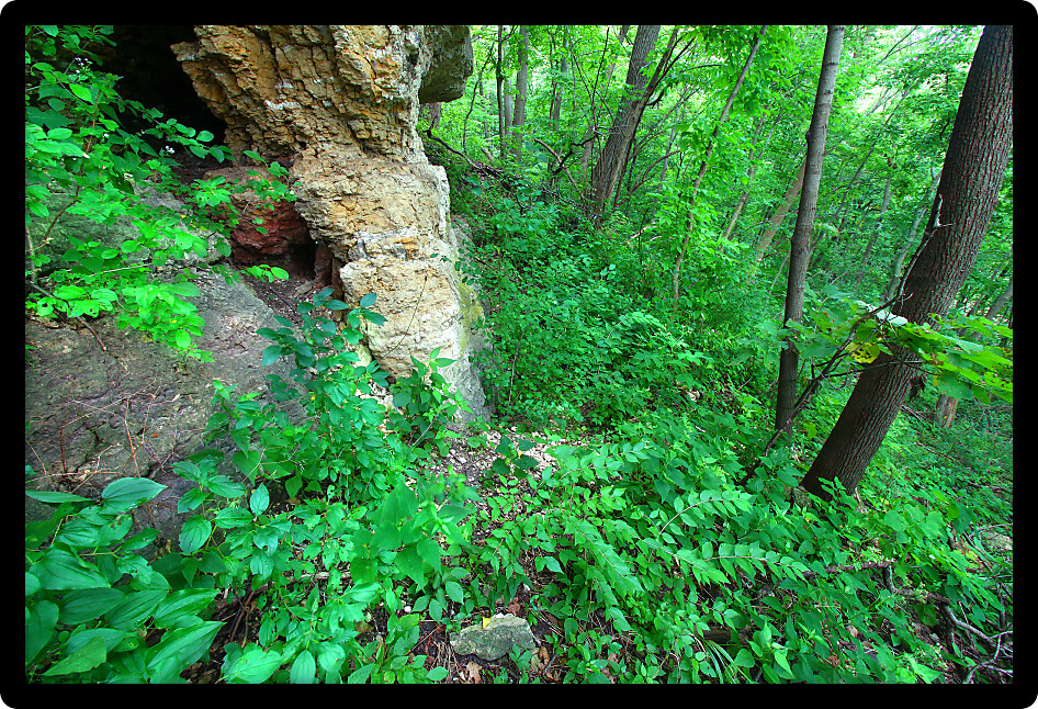 Forest understory vegetation along a rock escarpment at Mississippi Palisades State Park in Illinois.