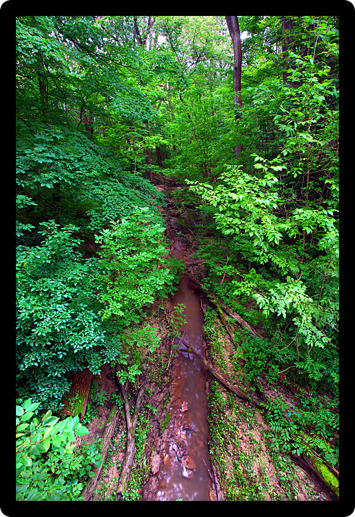 Small stream through the lush forests of Mississippi Palisades State Park in Illinois.