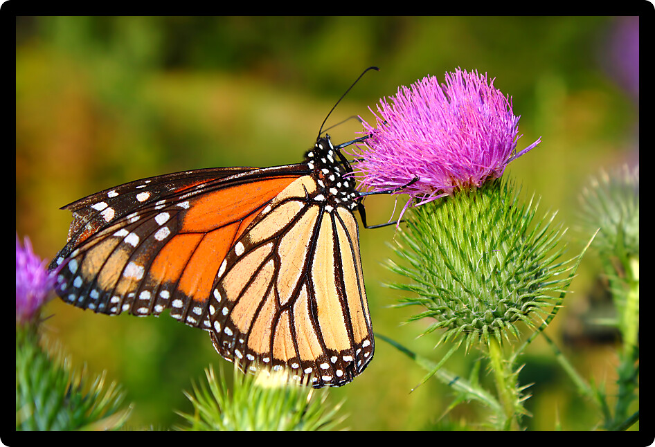 Monarch Butterfly (Danaus plexippus) in on a flower at Castle Rock State Park of Illinois.