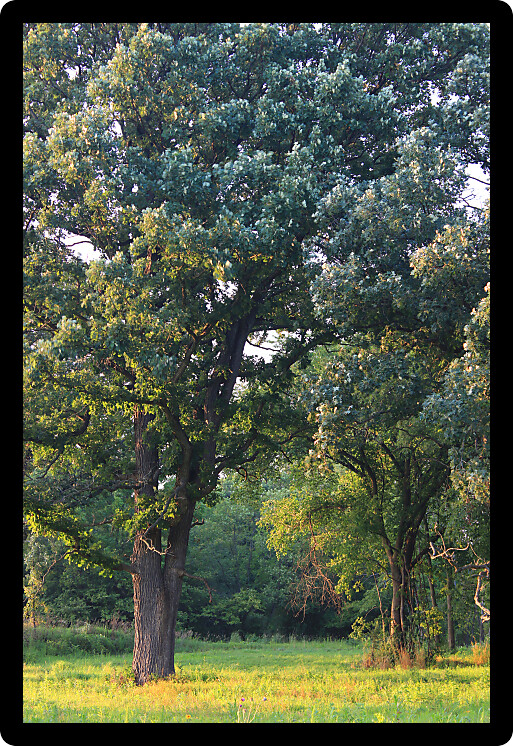 Beautiful oak savanna of Illinois under evening light.