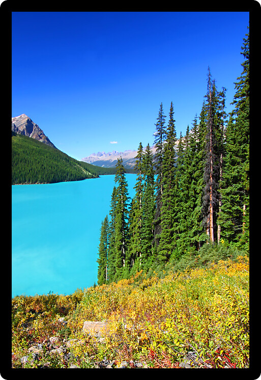 Turquoise waters of Peyto Lake in Banff National Park in Canada.