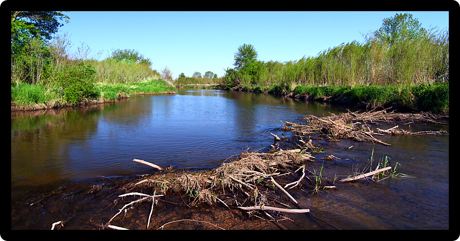 Beaver dam in construction on the Piscasaw Creek of northern Illinois.