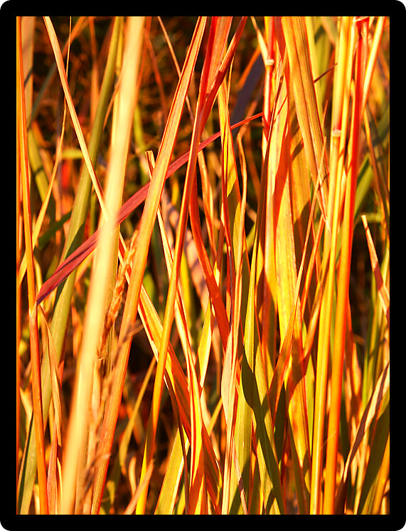 Closeup background of prairie plants in Illinois.