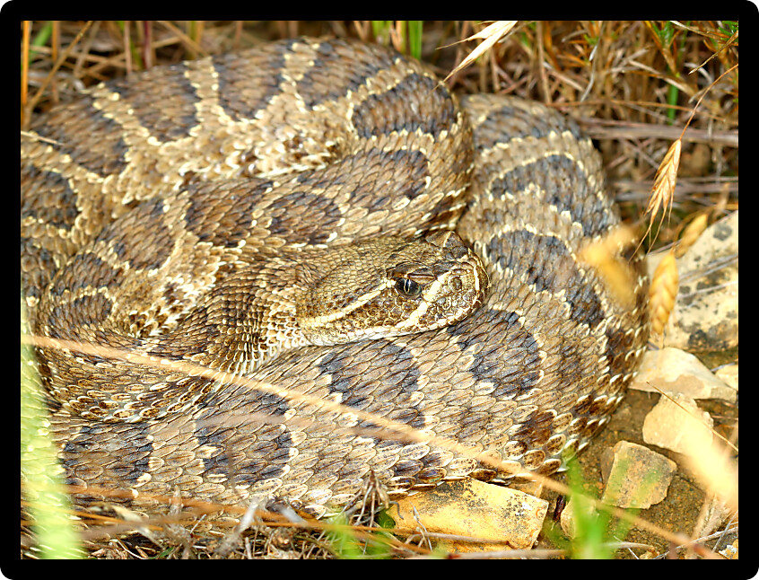 Prairie Rattlesnake (Crotalus viridis) in a prairie of South Dakota.