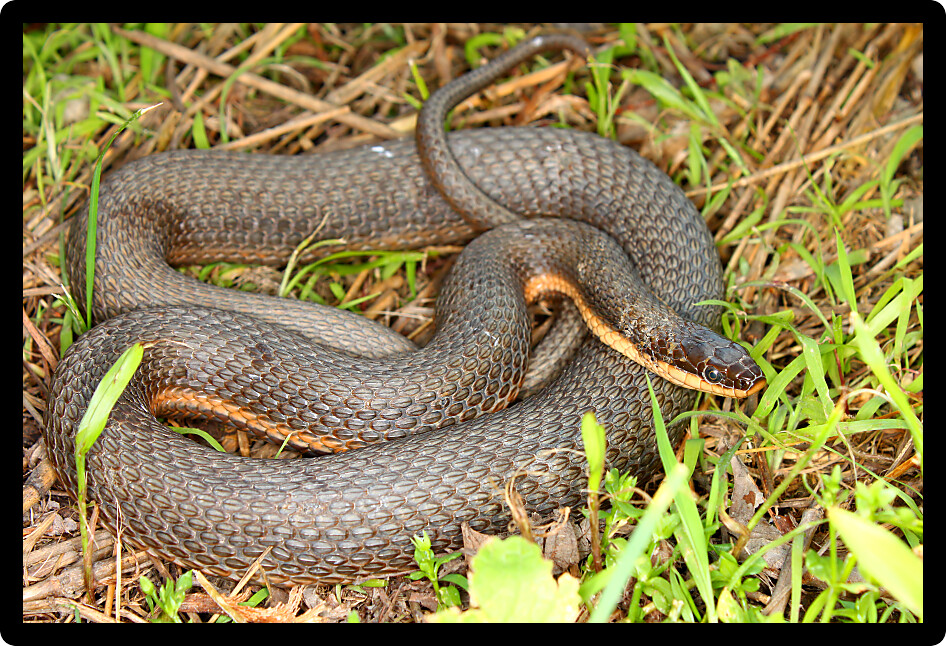 Queen Snake (Regina septemvittata) in a river valley of Illinois.