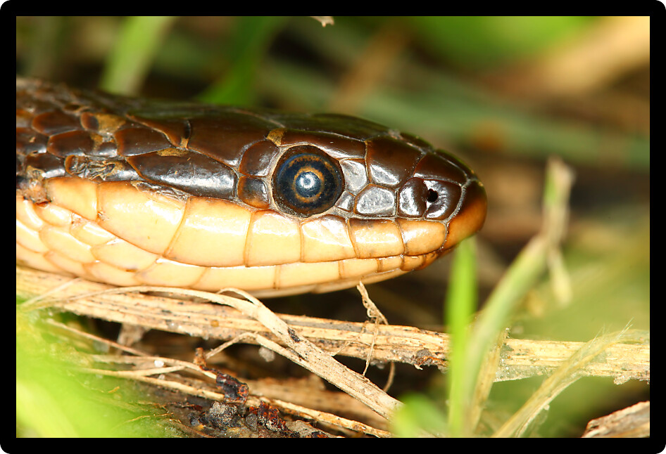 Close up of a Queen Snake (Regina septemvittata) in Illinois.