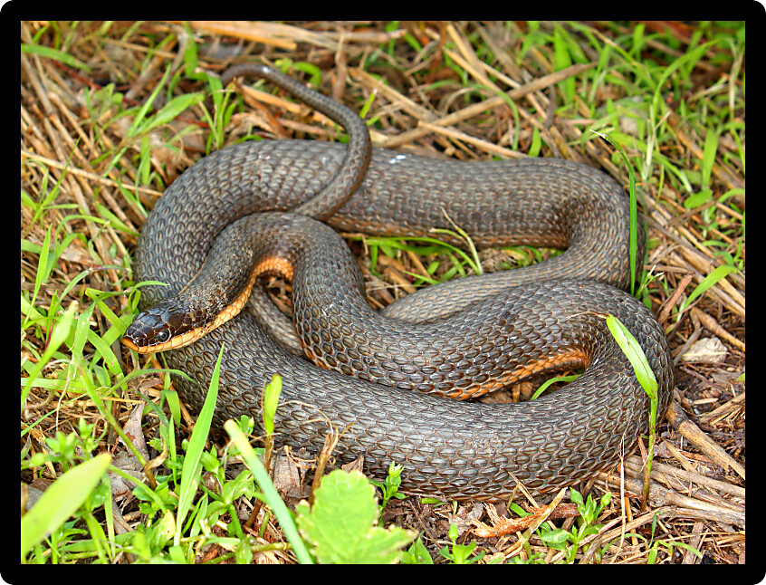 Queen Snake (Regina septemvittata) along a trail in Illinois.