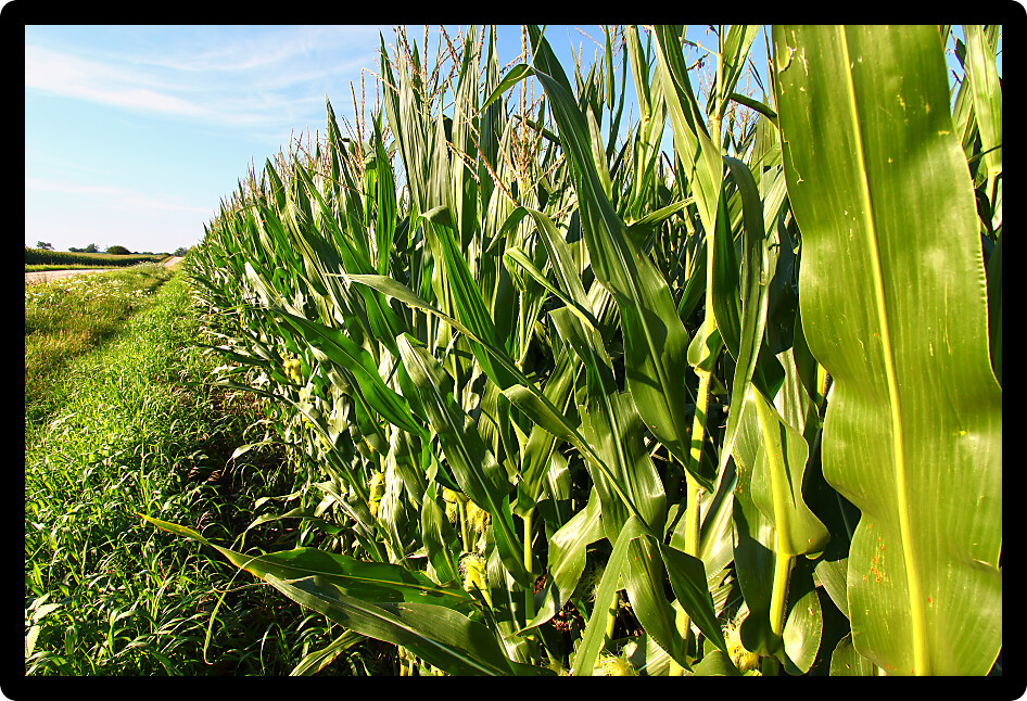 Rows of an Illinois cornfield stretch into the distance on a beautiful sunny day.
