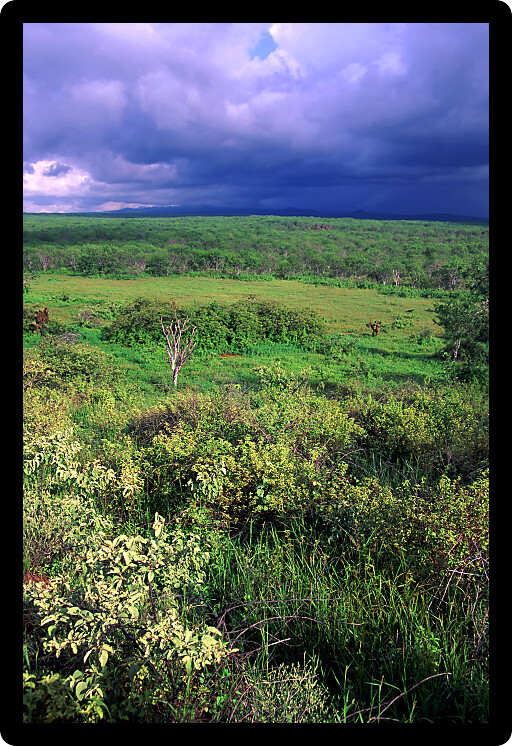 Dark clouds hover over the lush landscape of Santa Cruz Island.