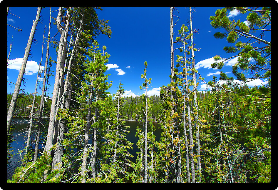 Pine trees dominate the shoreline of Scaup Lake in Yellowstone National Park.