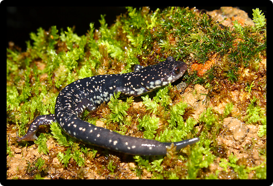 Slimy Salamander (Plethodon glutinosus) on moss in Alabama.
