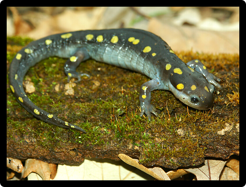 Spotted Salamander (Ambystoma maculatum) on a log in the Midwest United States.
