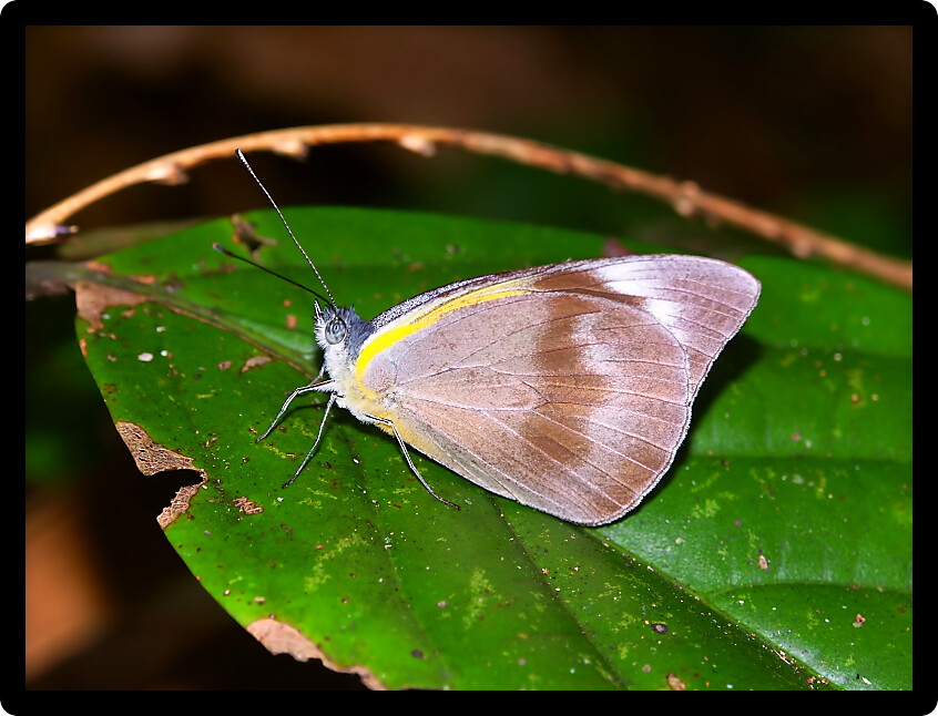 Butterfly sits on a leaf in the tropical rainforest of Queensland Australia.
