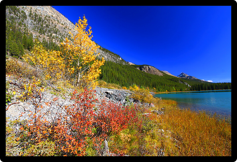 Bright fall colors along the shoreline of Waterfowl Lakes in Banff National Park.