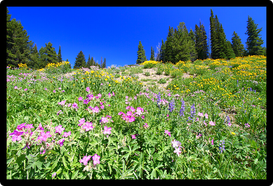 Wildflowers bloom under a gorgeous blue summer sky in Yellowstone National Park in Wyoming.