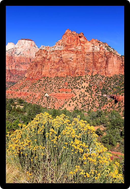 Flowers and mountains of Zion National Park in southwest Utah.