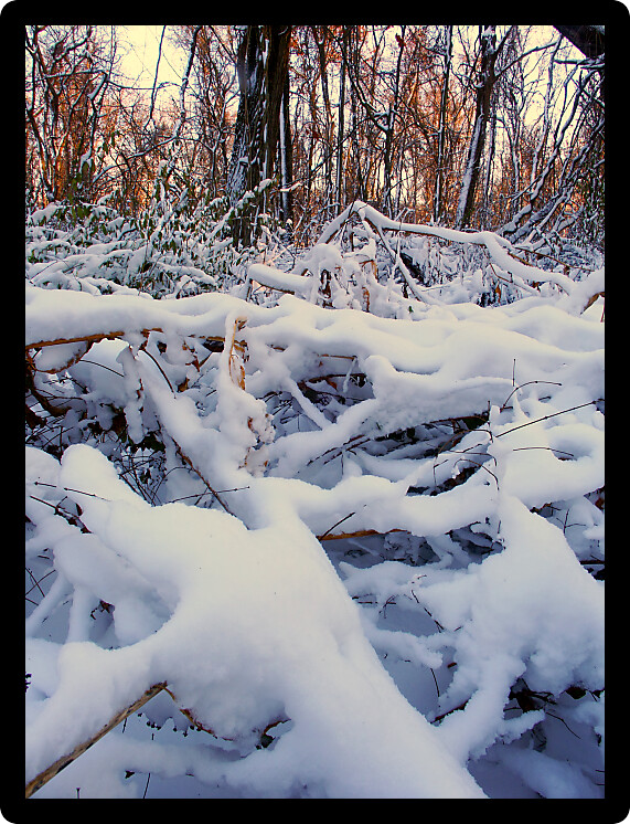 Snow covered forest scenery of Allerton Park in central Illinois.
