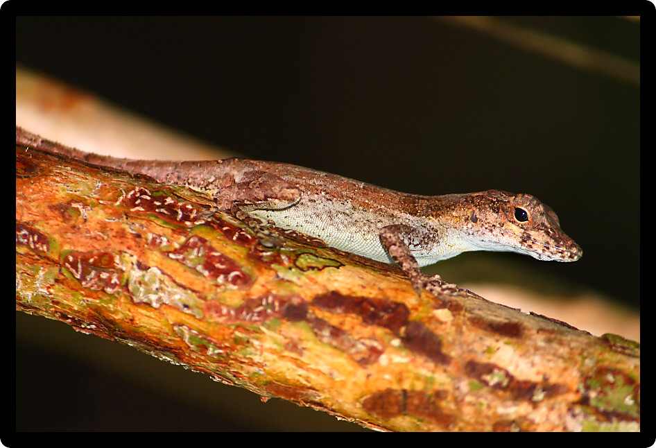 Anoles are a common sight in natural areas of Puerto Rico.