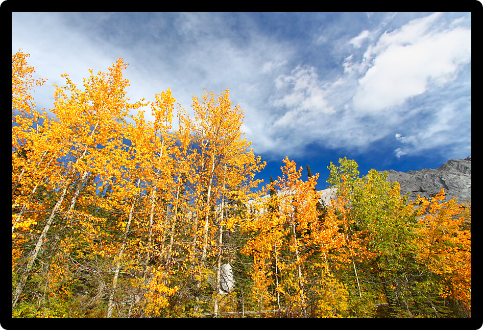 Autumn colors below blue skies in the Canadian Rockies.