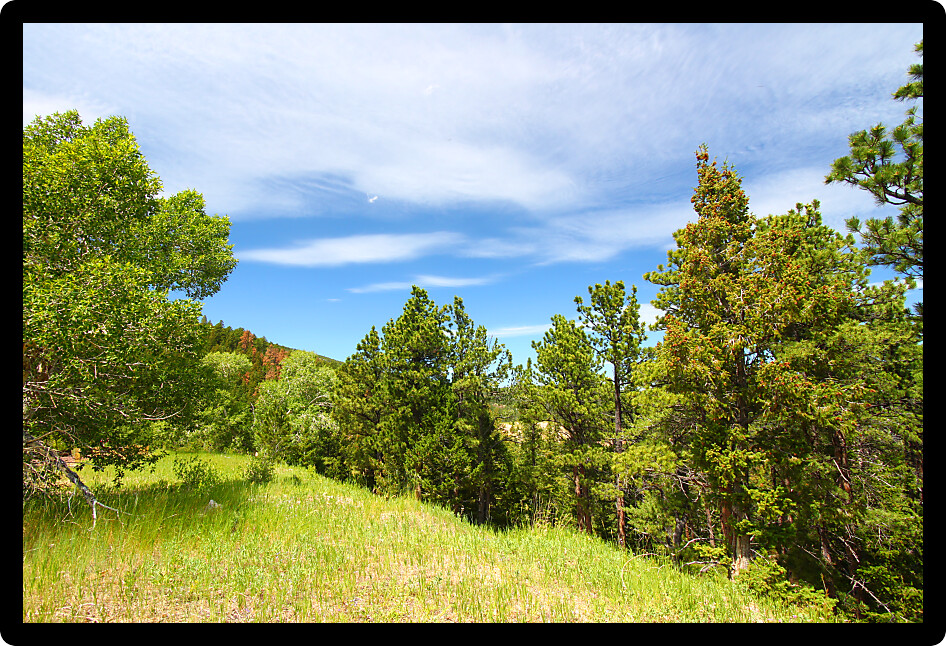 Trees grow on a hillside in the Bighorn National Forest of Wyoming.