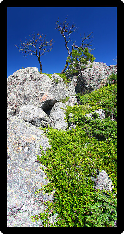 Large boulders dominate the landscape of the Black Hills National Forest in South Dakota.